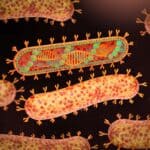 Izbruh virusne bolezni Marburg (MVD)