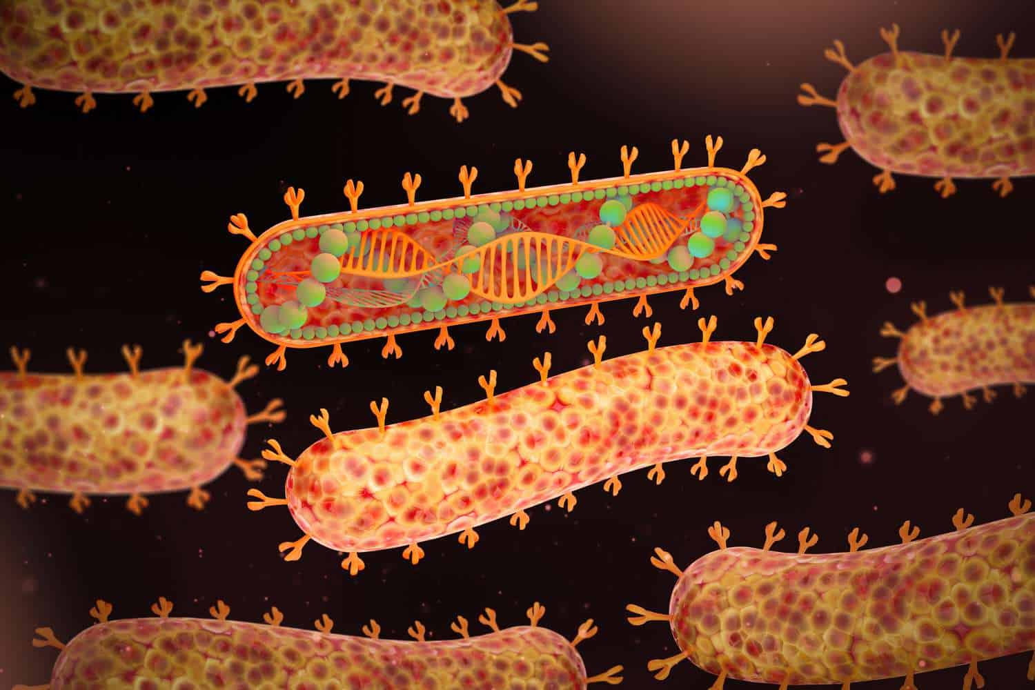 Izbruh virusne bolezni Marburg (MVD)